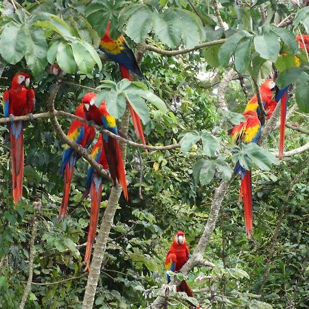 Casa Guacamaya Hotel Palenque Buitenkant foto