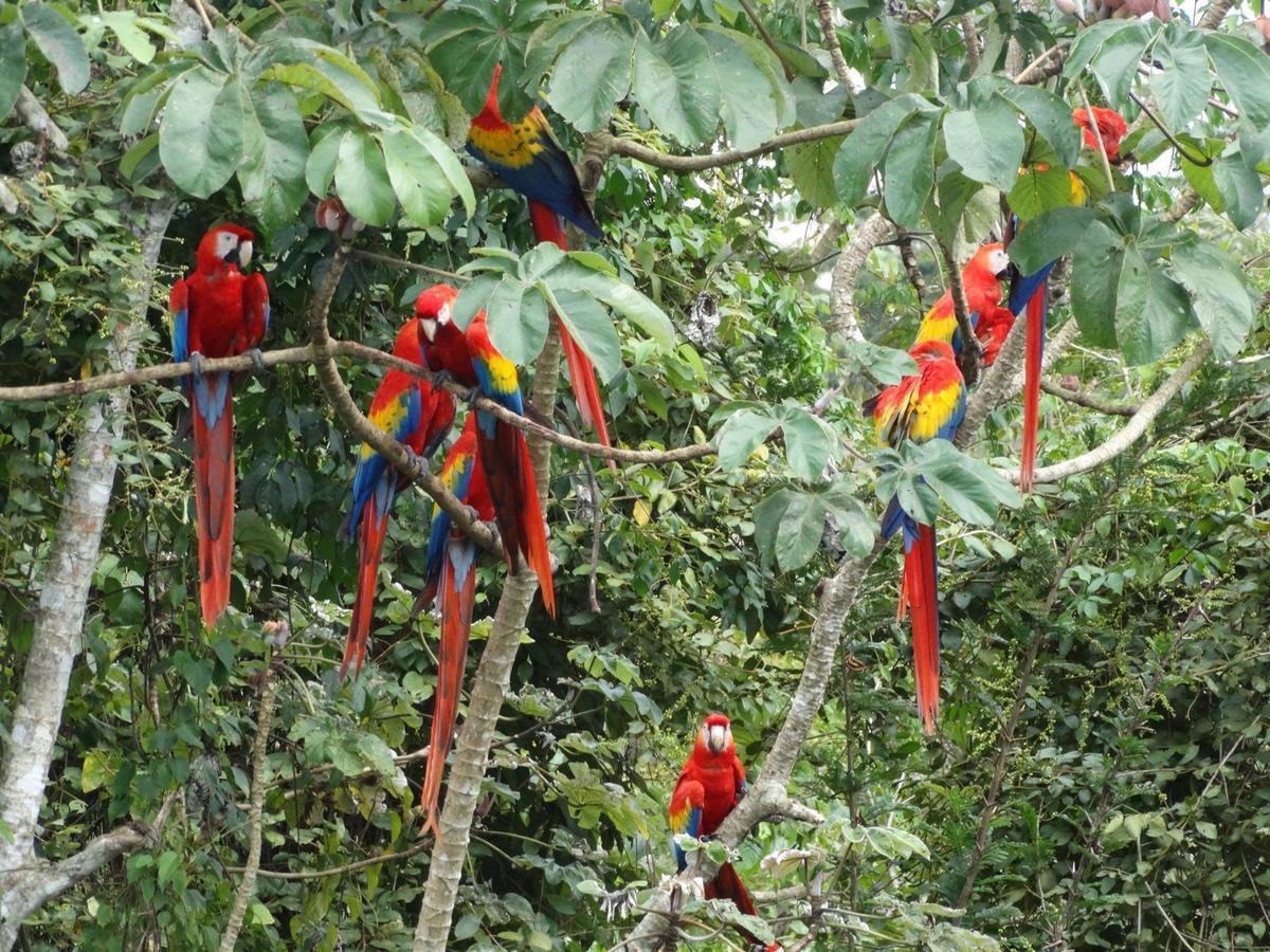 Casa Guacamaya Hotel Palenque Buitenkant foto